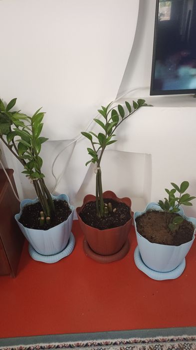 Цветы разные, комнатные.