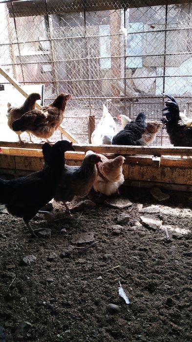 Курицы молодые и красивые