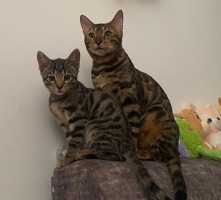 Бенгальская Кошечка