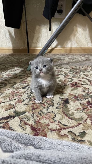 Продам котёнки британские