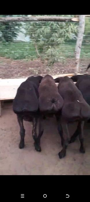 Qoʻzi  Qoʻchqorla  zoʻrlari bizda