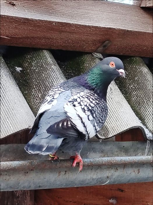 Porumbei colorati toy stencil frill stencil