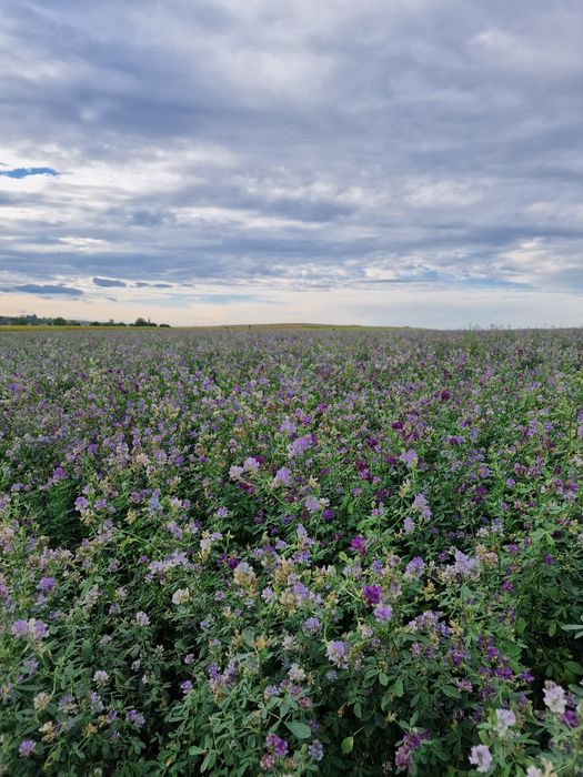 Sămânță de lucernă certificată