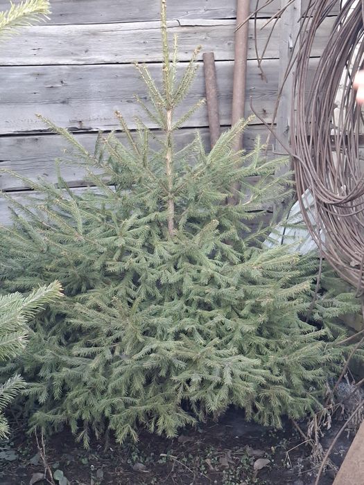 Ели, пихты, кедры