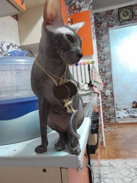 Сфинкс на вязку. Донской сфинкс