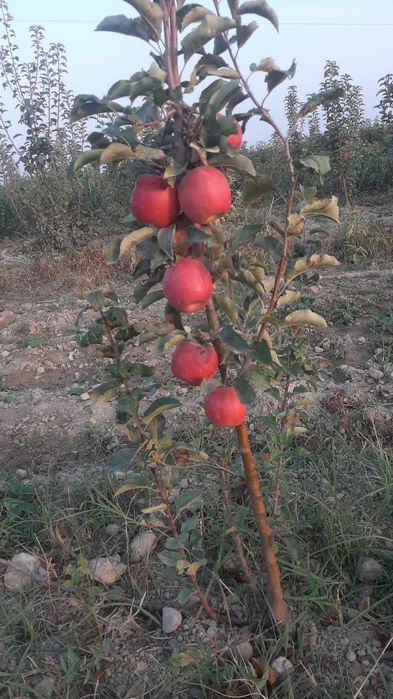 Shreder Mevali кучатлари