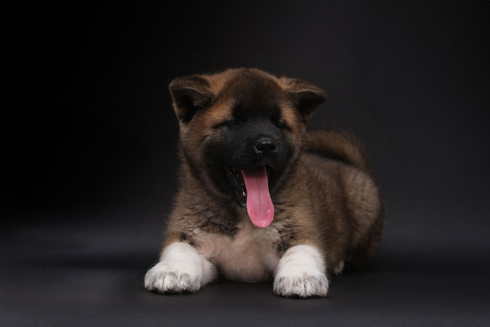 Необыкновенный мальчик  Американской Акиты