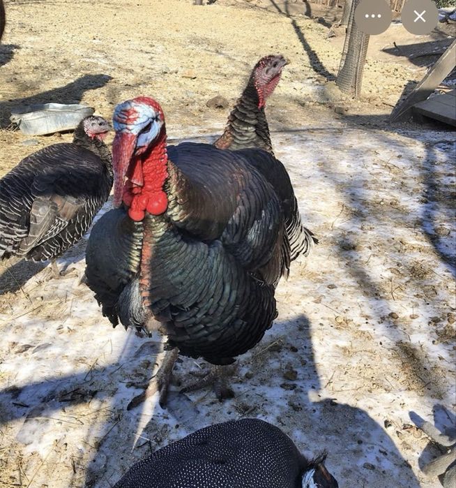 В продаже индбки самцы