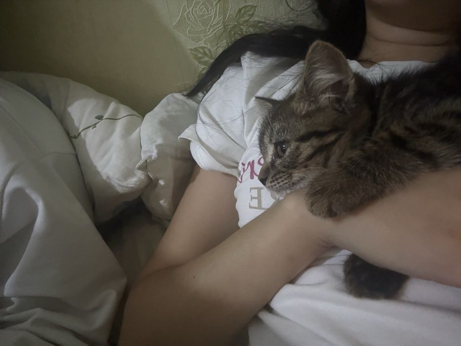 Отдам котенка бесплатно