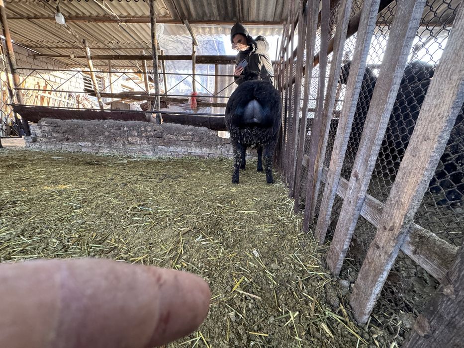 Продаётся кучкар(ягнёнок)