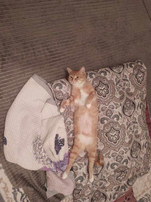 Кошечка в добрые руки