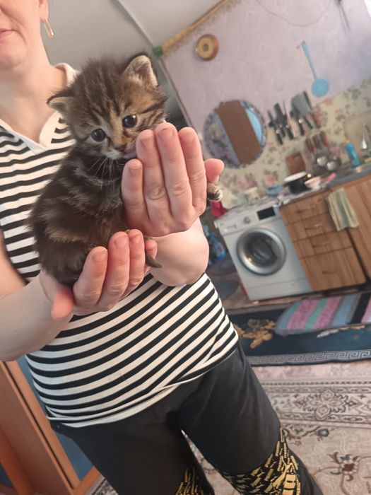 Котяточки британцы