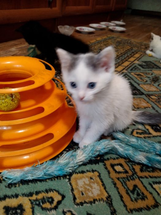 Котята, 1,5 месяца