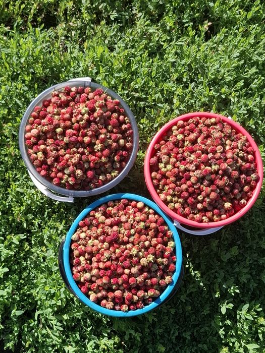 Продам лесную клубнику