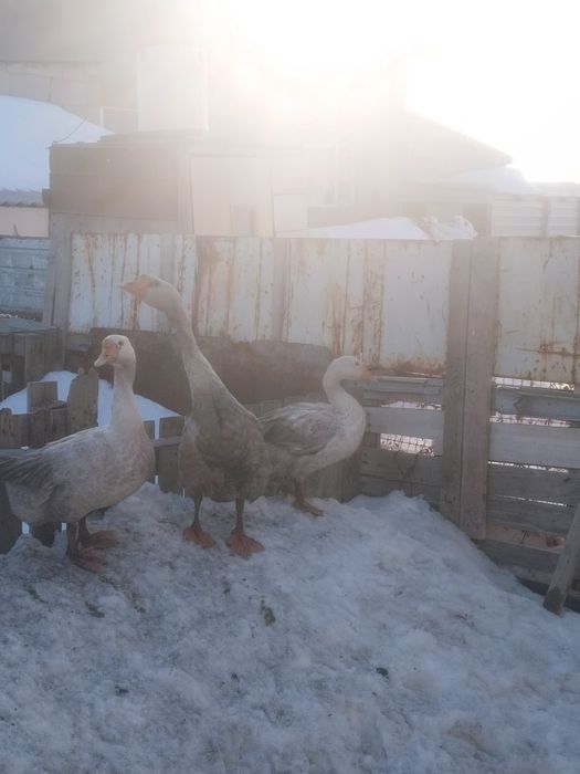 Продам гусеи порода линда