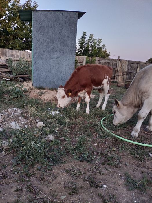 Продам бычка и телку