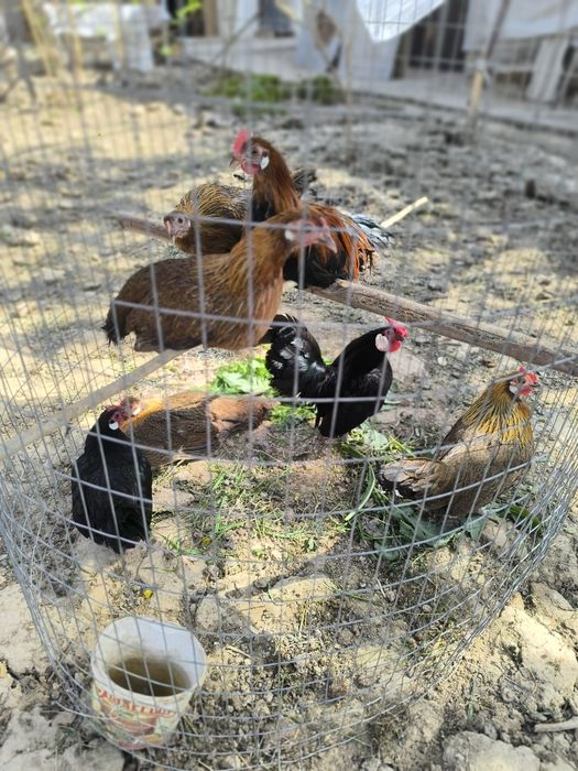 Товук хорозла сотилади