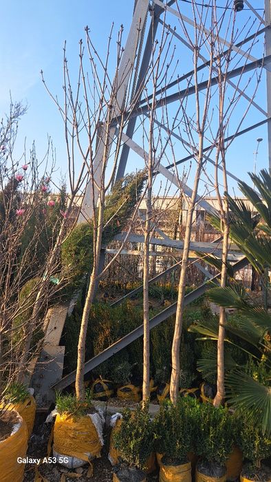 Beryoza sotiladi kelishilgan narhda