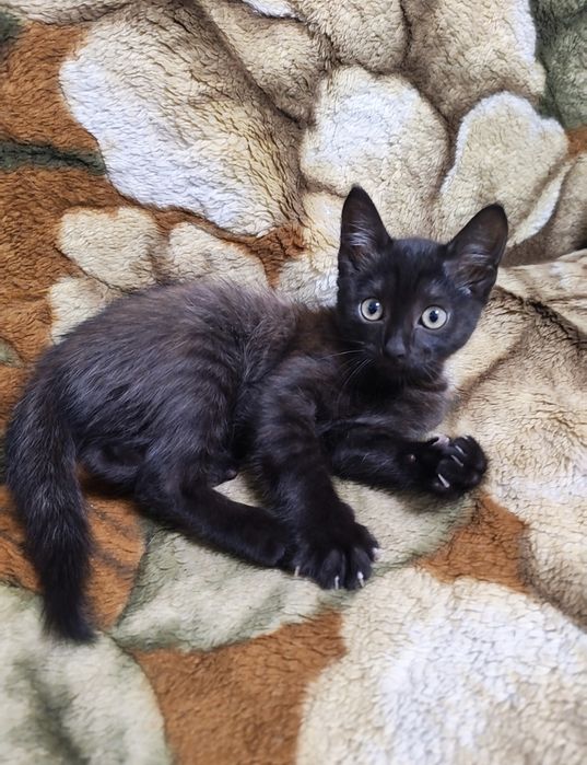 Отдам котёнка 2 месяца