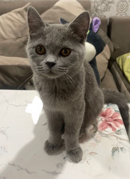 Продам британского котёнка, мальчик 6 месяцев