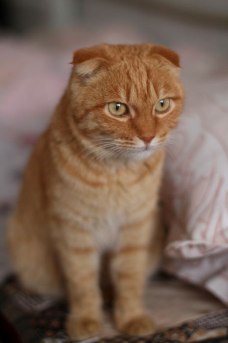 Вислоухий котёнок подросток