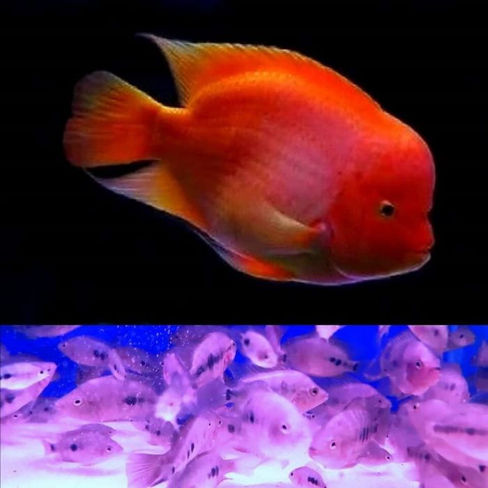 Kingkong parrot papugay baliq bolalari