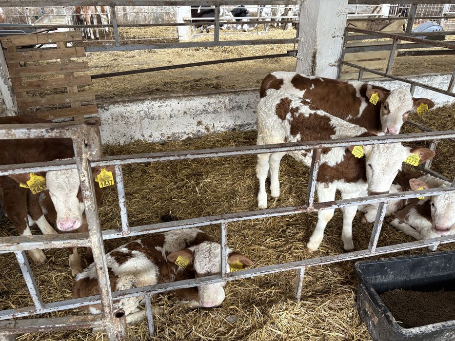 Vitei taurasi si vitele de lapte , vitele de 2/4 saptamani