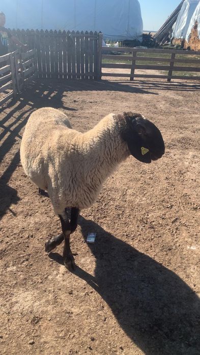 Berbeci de vânzare!