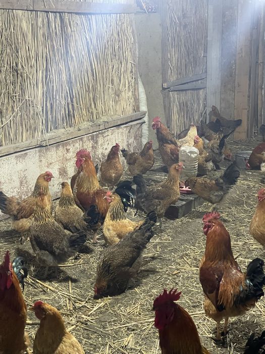 Инкубационные яйца  кучинских курей