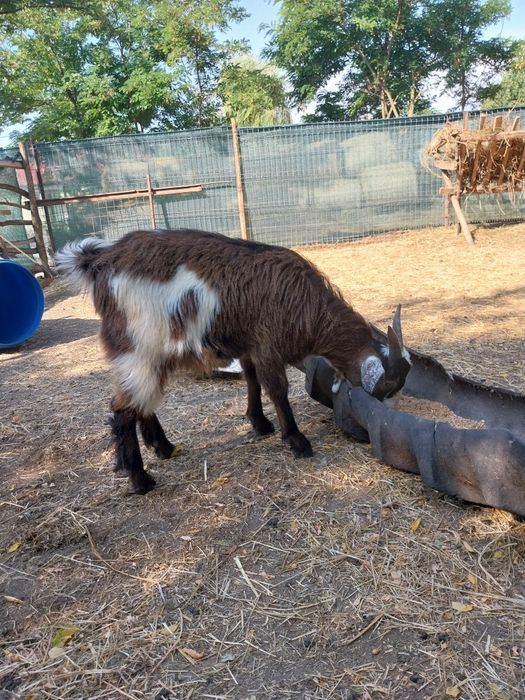 Țapi metis de vânzare