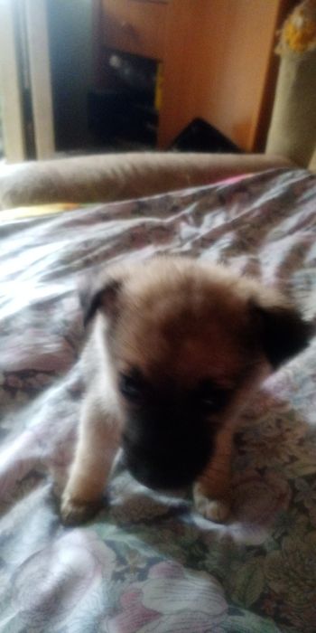 Щенки двор терьер