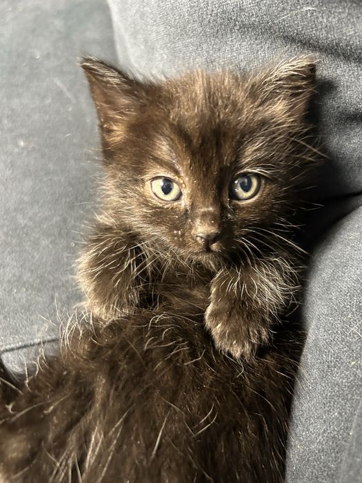 Котята шотландка девочка
