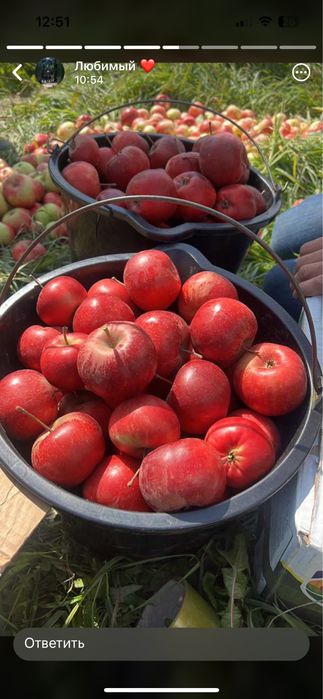 Апорт груша кандиль американка яблоки