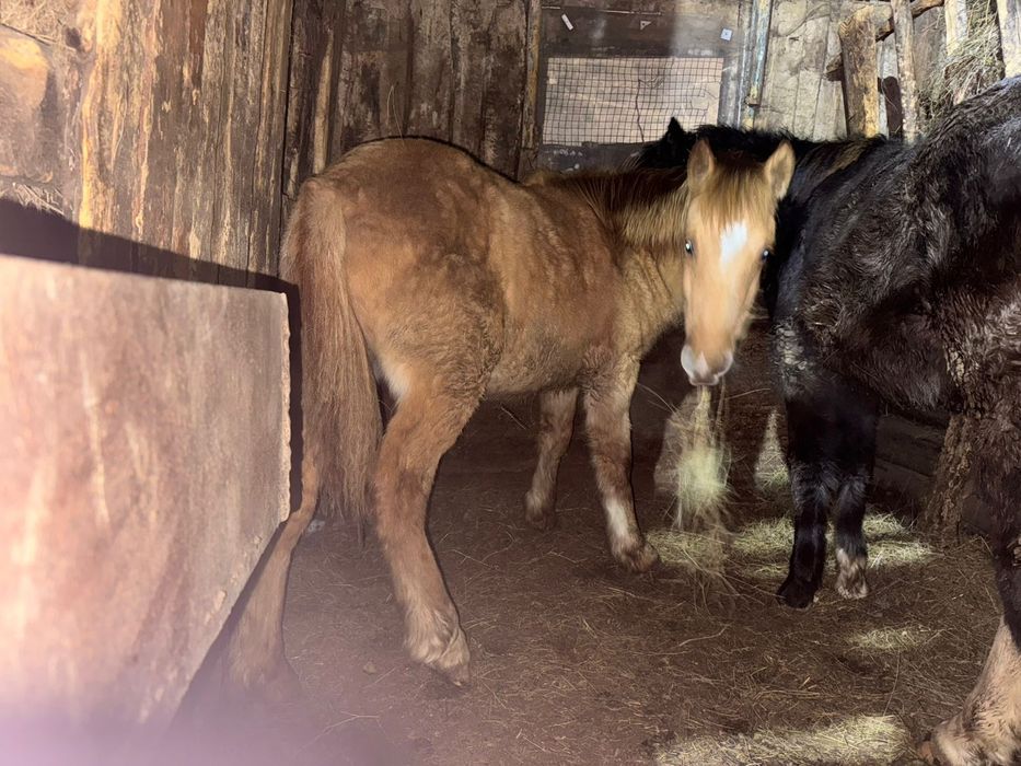 Продам тайлар с откорма