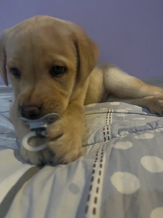 Куче Бебе Лабрадор