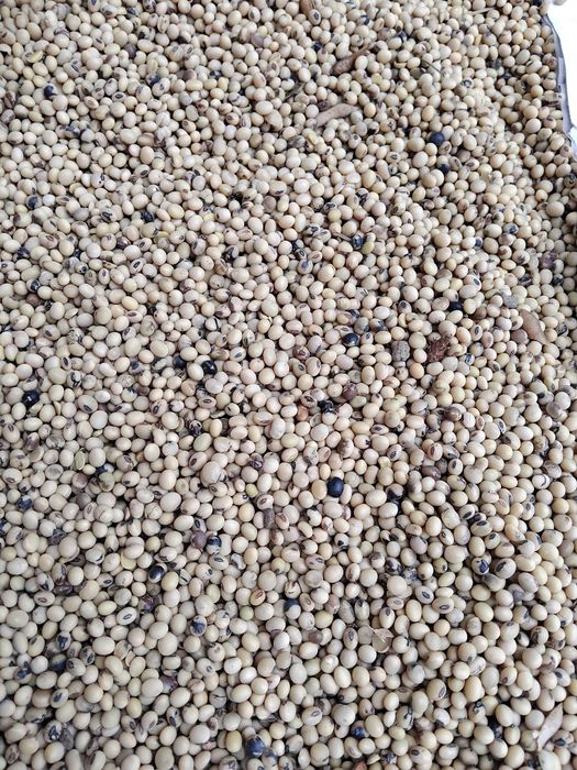 Soia de vânzare bună ptr semănat