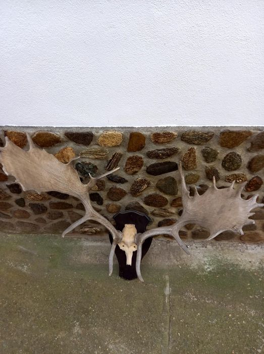 Coarne de cerb Lopătar