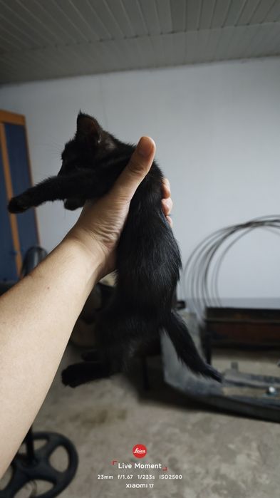 Котята бесплатно