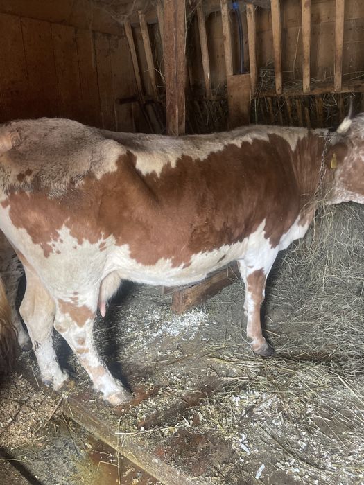 Vand vaca cu al şaptelea  vitel ,