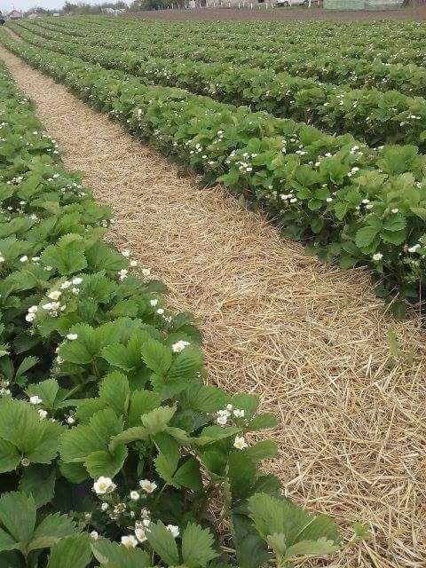 Stoloni capsuni albion si diverse soiuri unifere,elsanta