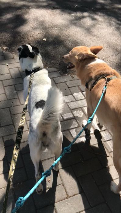 Plimbat căței & vizite la animale – Bucuresti