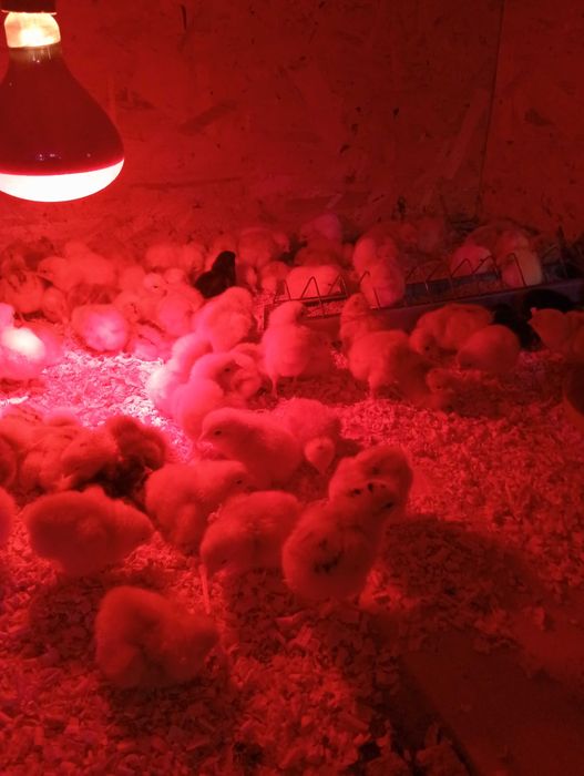 Vând pui de găină de o zi