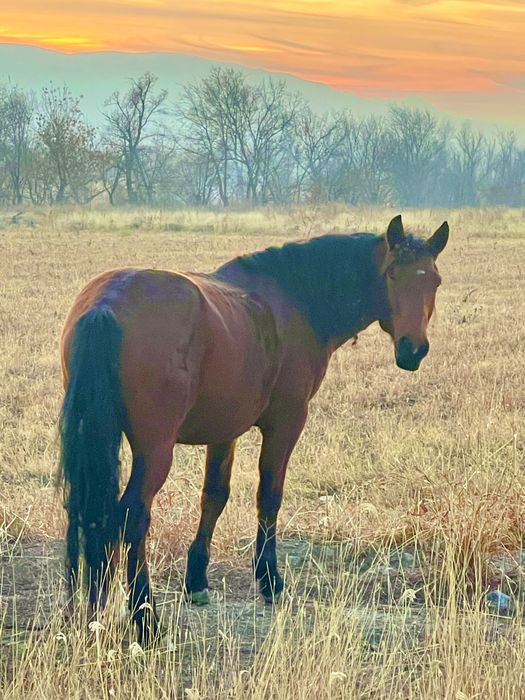 Лошадь ат жылкы тай кунан