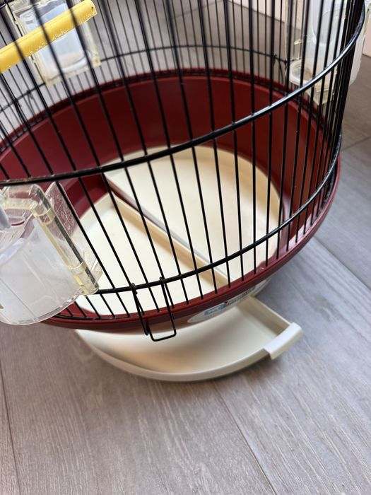 Colivie papagal mare