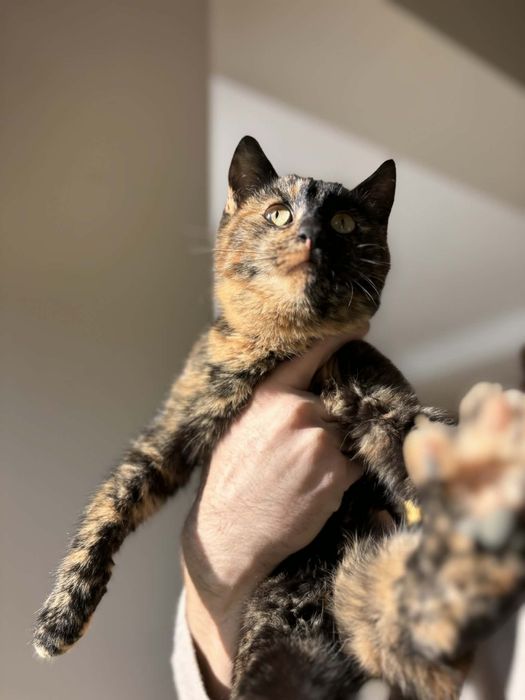 Коте Канела търси дом