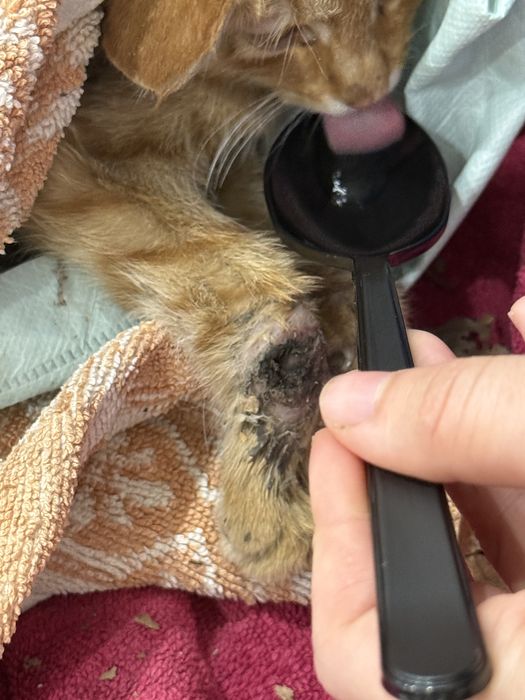 Кошечка Перрито ищет дом