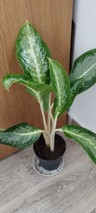 Стайни цветя за продажба!