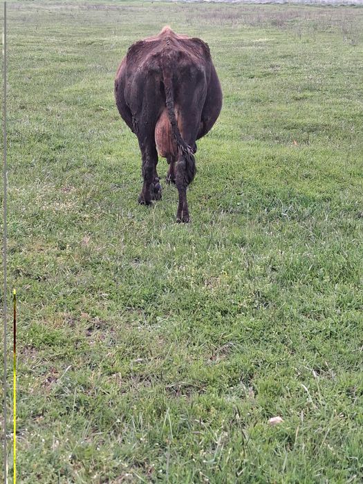 Vaci fătate de vânzare