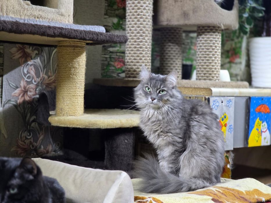 Отдам красивого кота