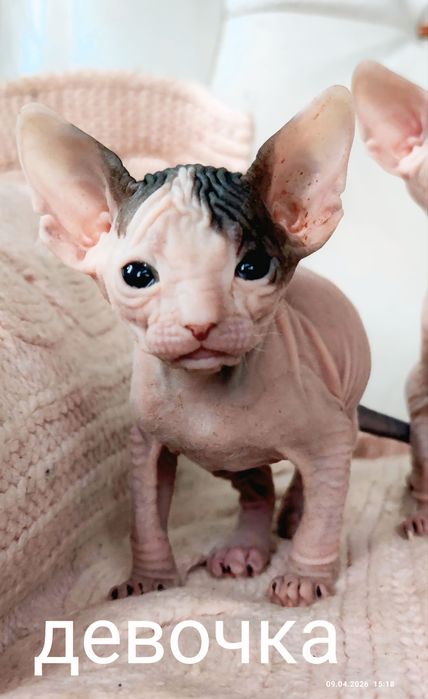 Котята донской сфинкс